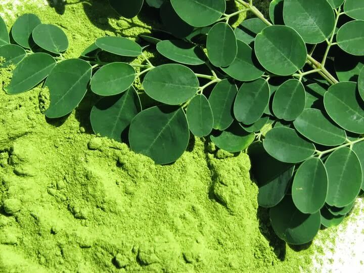 Moringa Plant Benefits Hair Growth